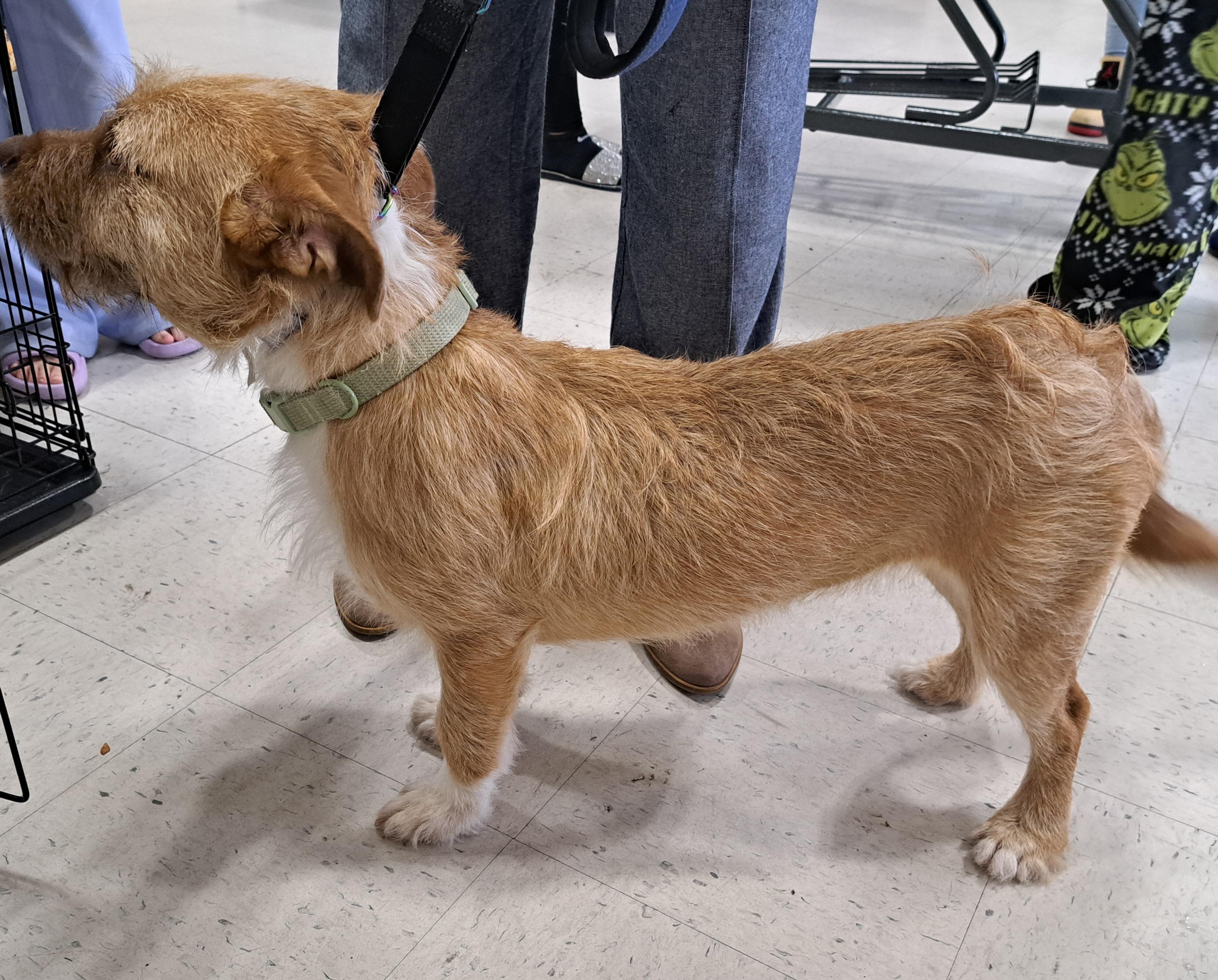 Enlarge Daisy 26, a Adoptable mixed breed in Burleson, TX image 4/4