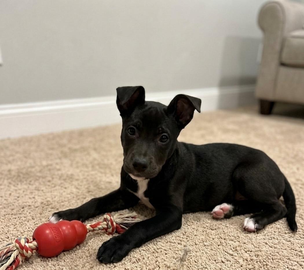 **REIGN**, Adoptable, Puppy Female Rat Terrier.