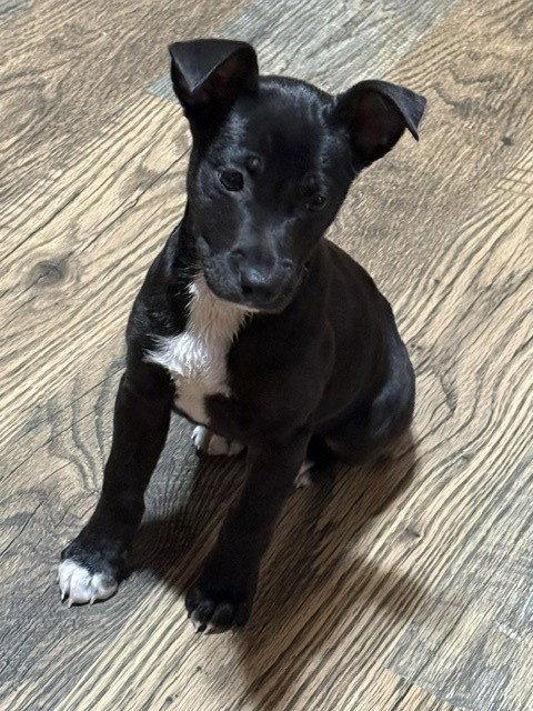 Enlarge **REIGN**, a Adoptable Rat Terrier in North Prairie, WI image 2/3