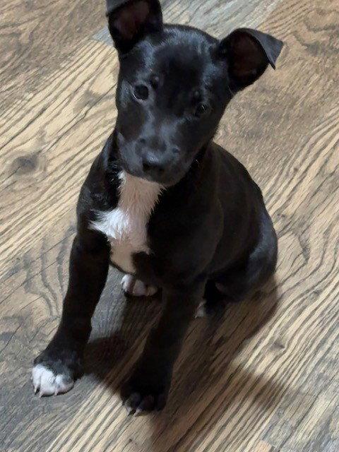 Enlarge **REIGN**, a Adoptable Rat Terrier in North Prairie, WI image 3/3