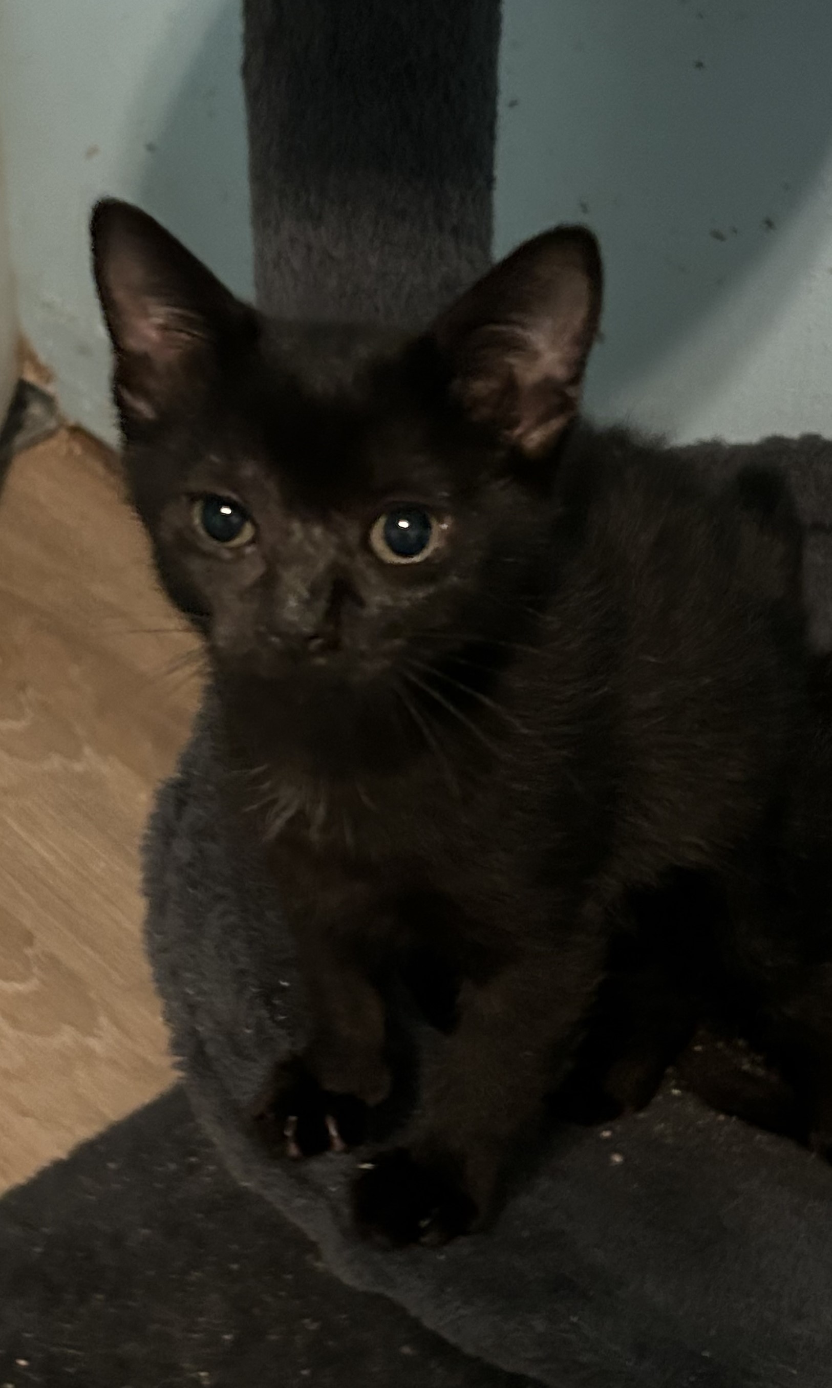Casper, an adopted Domestic Short Hair in Clearwater, FL_image-1
