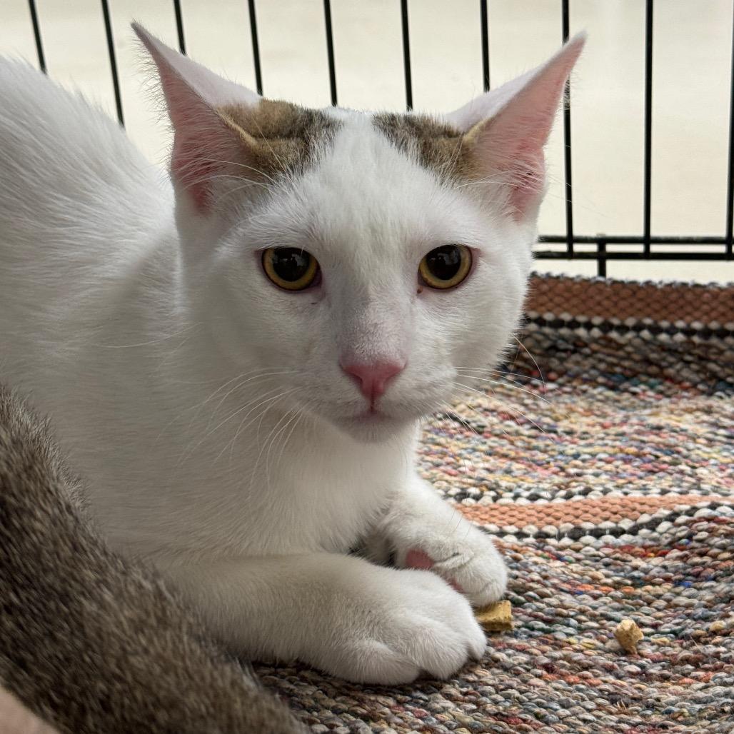 Enlarge Mason, a Adoptable Domestic Short Hair in Redwood Falls, MN image 1/1