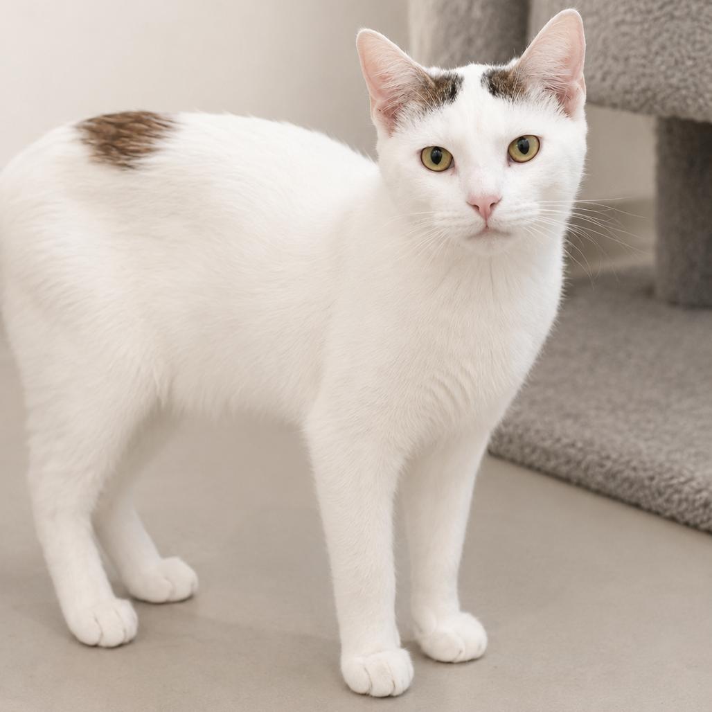 Mason, a Adoptable Domestic Short Hair in Redwood Falls, MN image 2/2