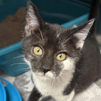 Simi, adopted, Young Female Domestic Short Hair.