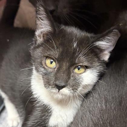 Enlarge Simi, an adopted Domestic Short Hair in North Myrtle Beach, SC image 3/4