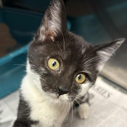 Enlarge Simi, an adopted Domestic Short Hair in North Myrtle Beach, SC image 4/4