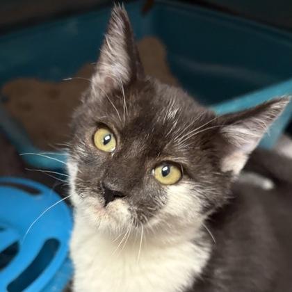 Enlarge Simi, an adopted Domestic Short Hair in North Myrtle Beach, SC image 2/4