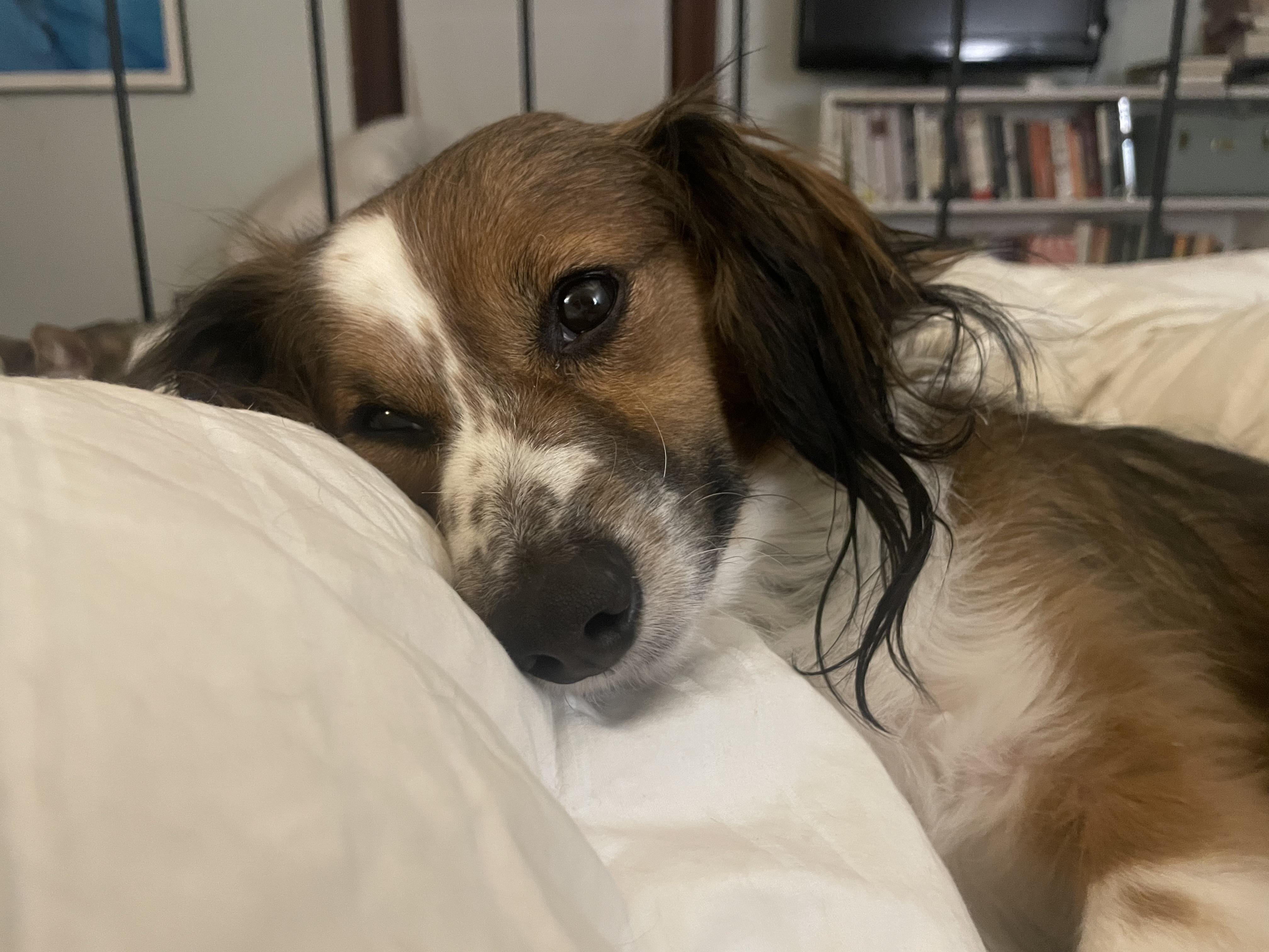 Enlarge Buddy Boy, an adopted mixed breed in Baltimore, MD image 2/5