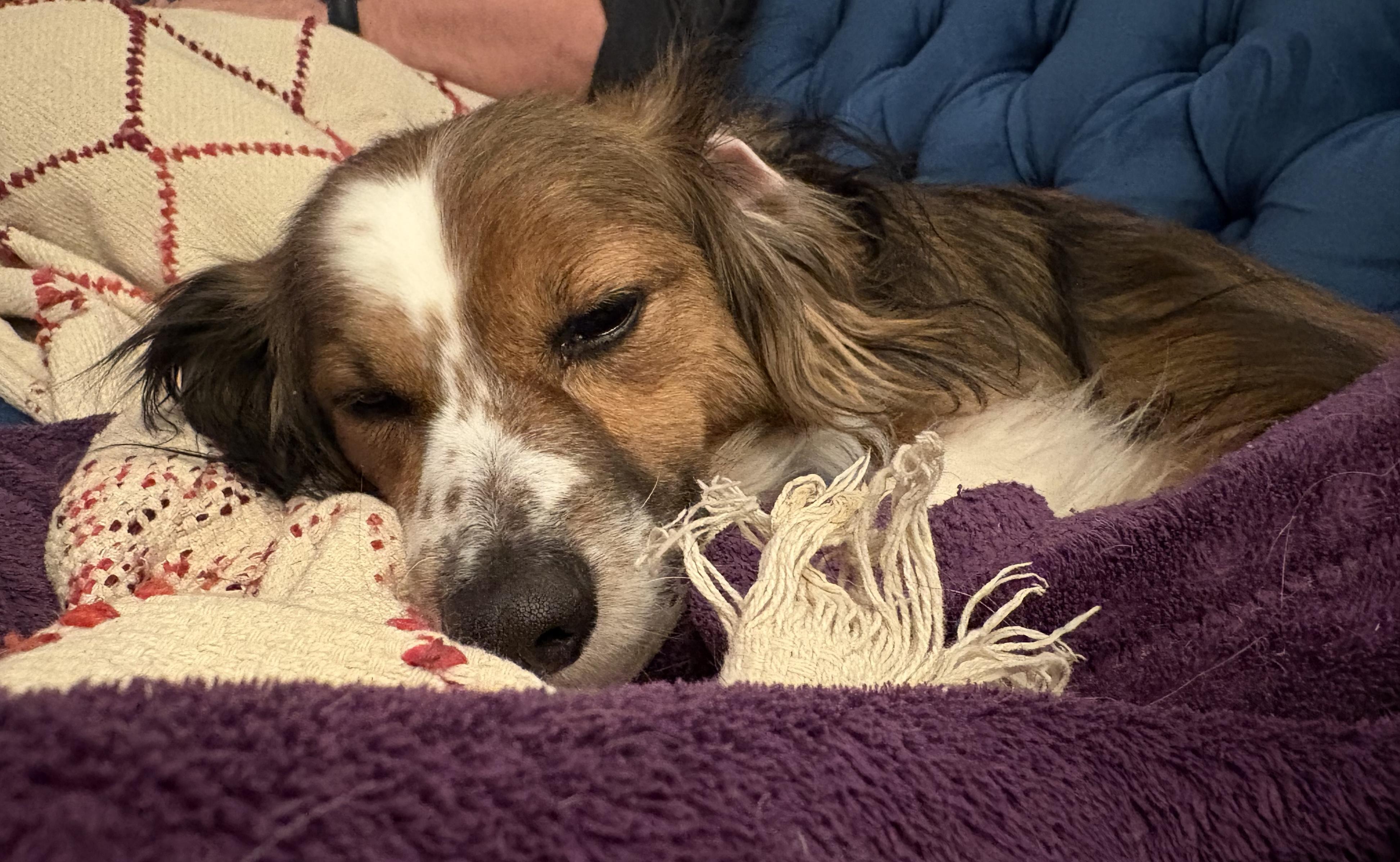 Enlarge Buddy Boy, an adopted mixed breed in Baltimore, MD image 5/5