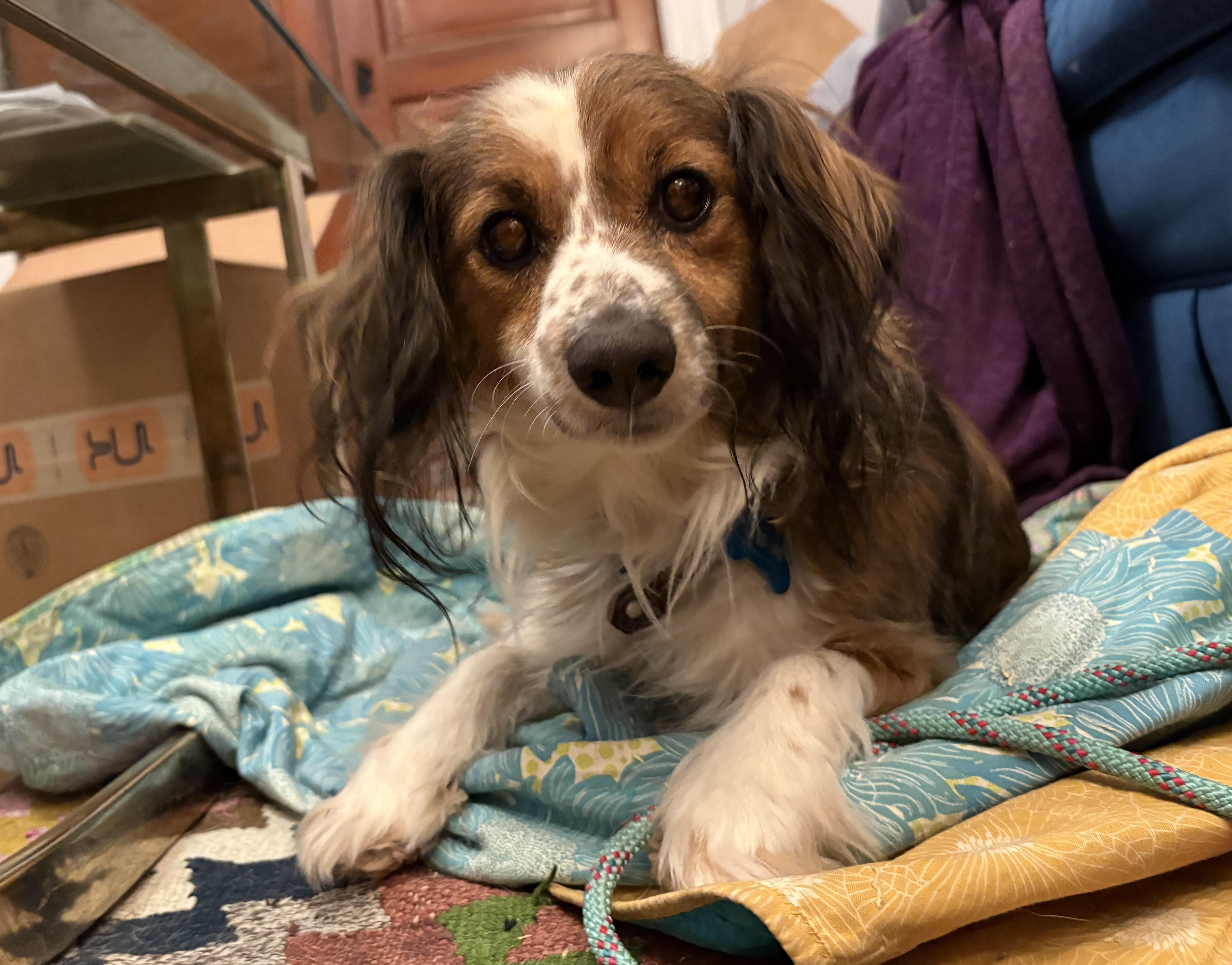 Enlarge Buddy Boy, an adopted mixed breed in Baltimore, MD image 1/5