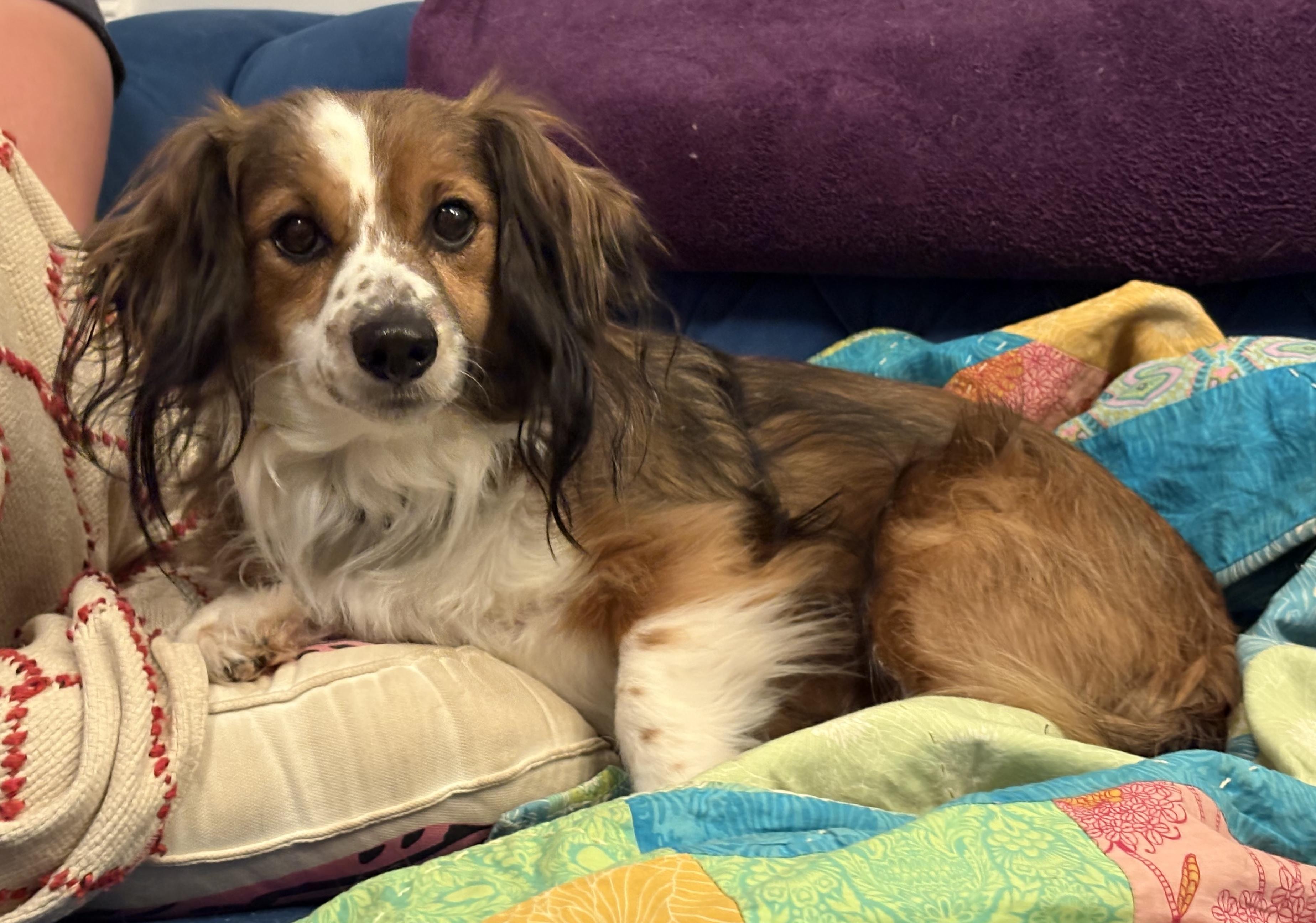 Enlarge Buddy Boy, an adopted mixed breed in Baltimore, MD image 4/5