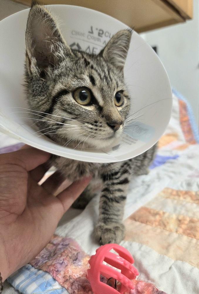 Bumble, a Adoptable Domestic Short Hair in Salmon, ID image 1/3