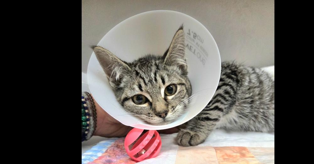 Bumble, a Adoptable Domestic Short Hair in Salmon, ID image 2/3