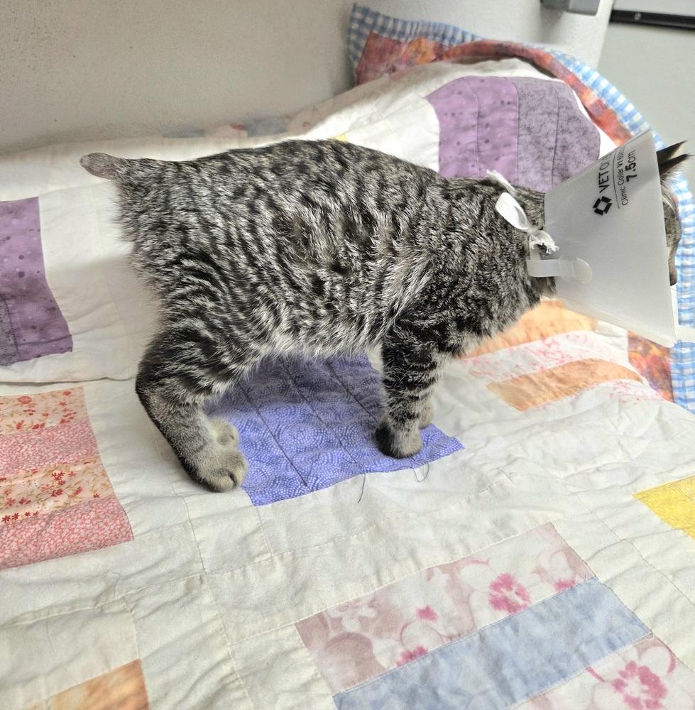 Bumble, a Adoptable Domestic Short Hair in Salmon, ID image 3/3