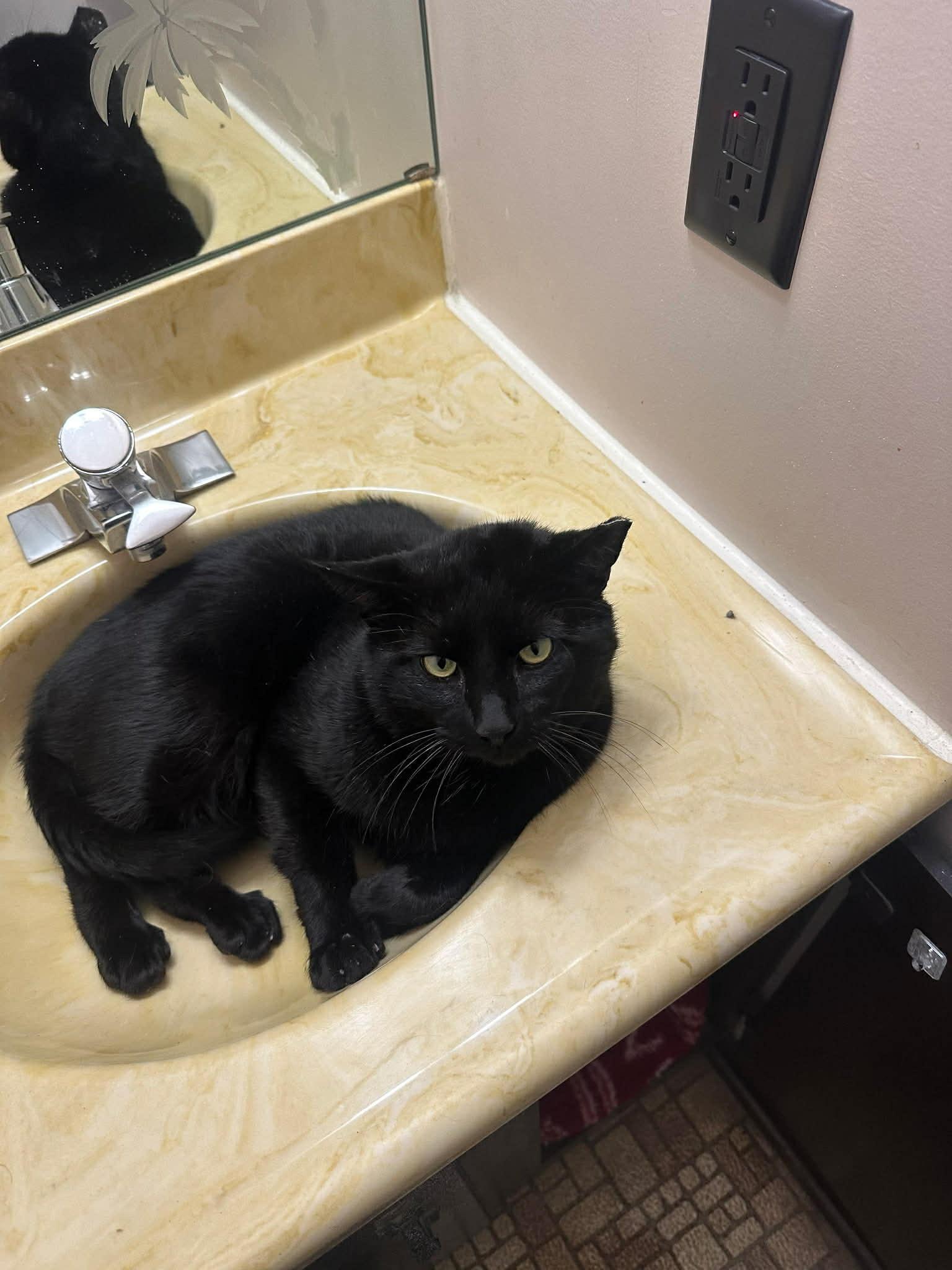 Bubba, ADOPTABLE, Adult Male Domestic Short Hair.