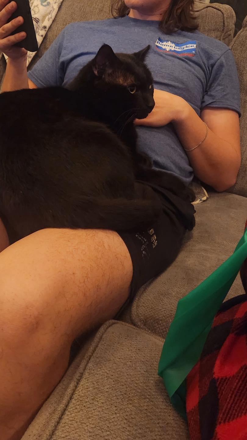 Enlarge Bubba, a ADOPTABLE Domestic Short Hair in Crown Point, IN image 4/6