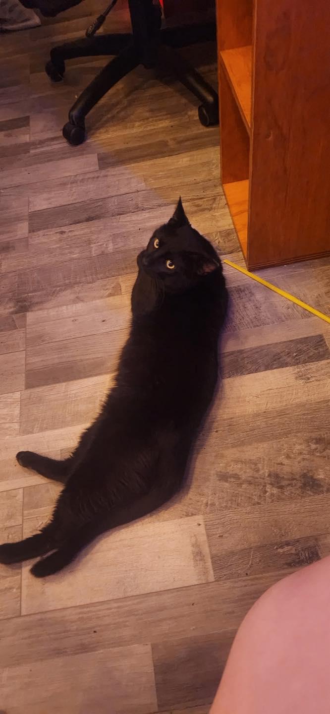 Enlarge Bubba, a ADOPTABLE Domestic Short Hair in Crown Point, IN image 3/6