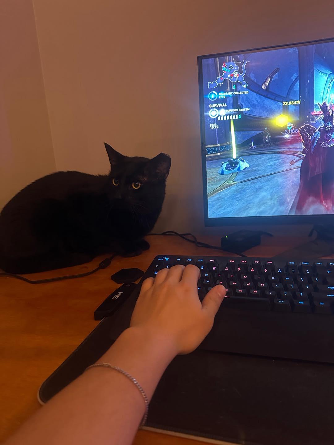 Enlarge Bubba, a ADOPTABLE Domestic Short Hair in Crown Point, IN image 6/6