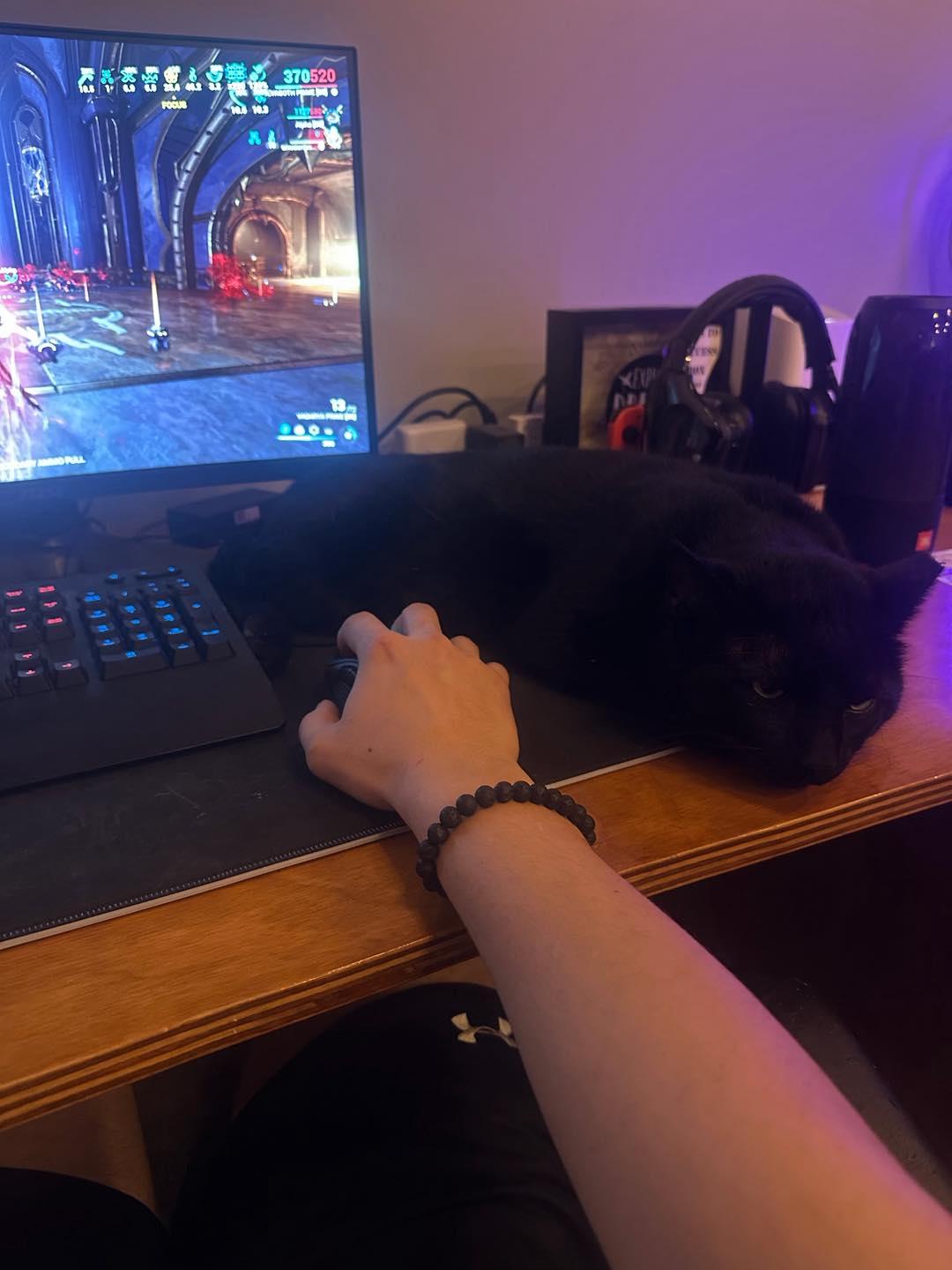 Enlarge Bubba, a ADOPTABLE Domestic Short Hair in Crown Point, IN image 5/6