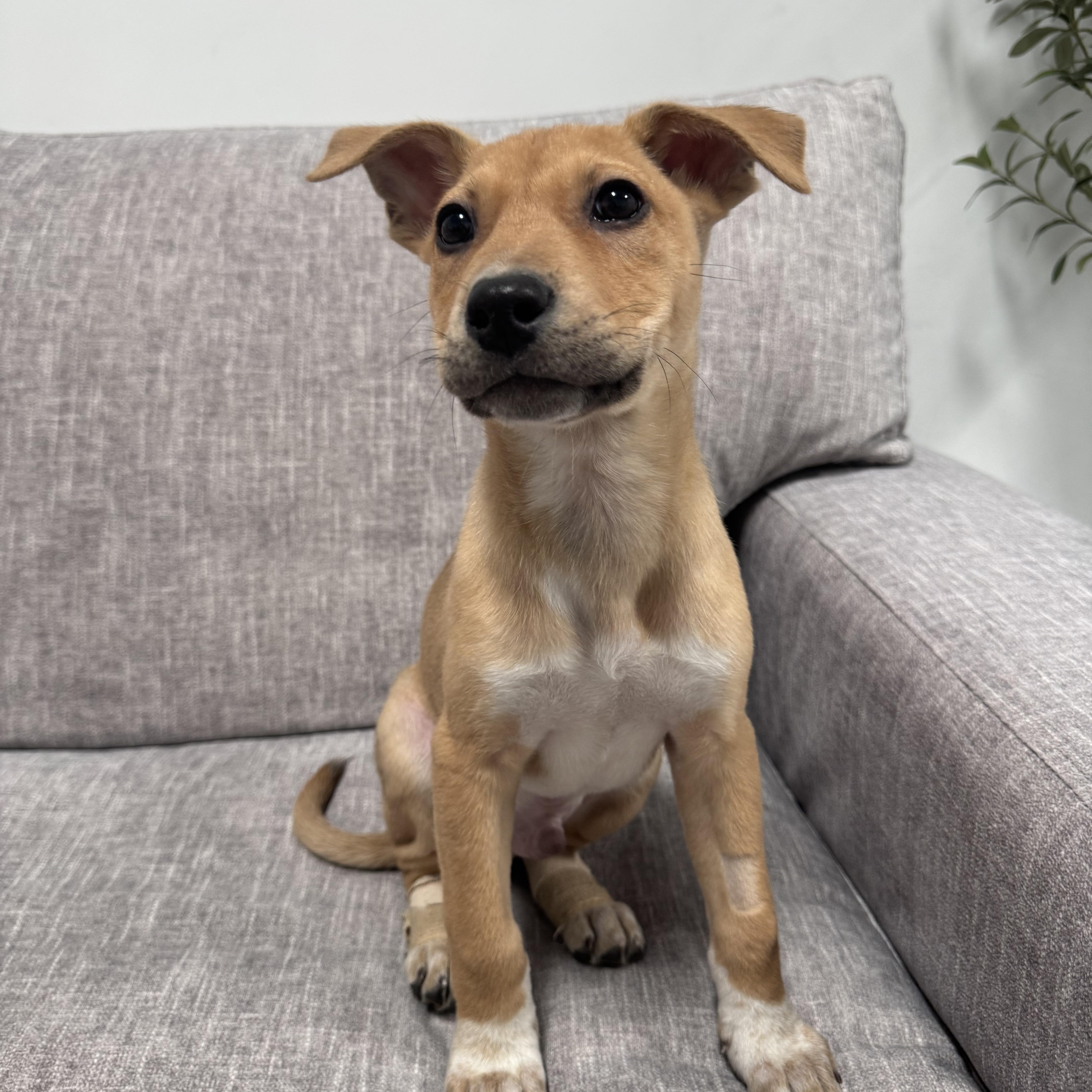 Enlarge Spud, a Adoptable Mixed Breed in Henderson, NV image 3/3