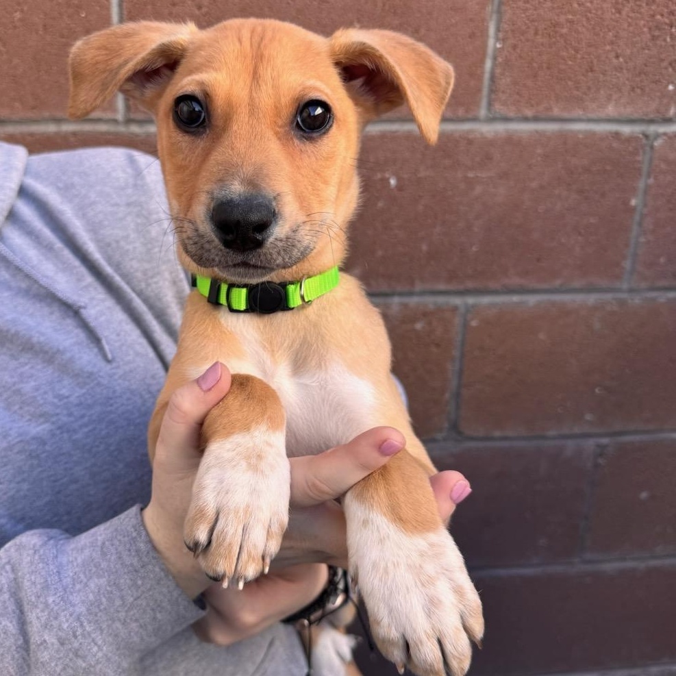 Enlarge Spud, a Adoptable Mixed Breed in Henderson, NV image 2/3