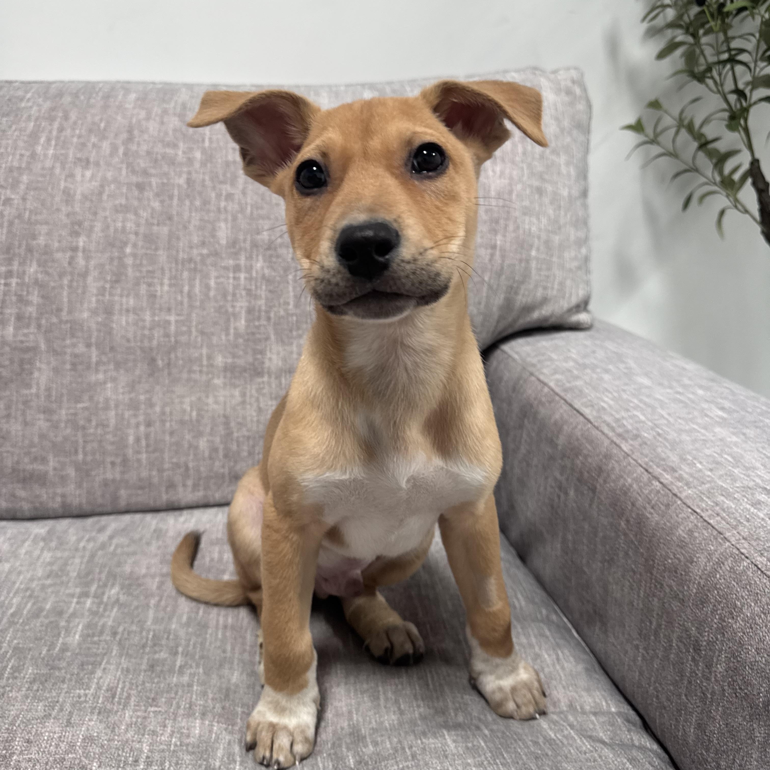 Enlarge Spud, a Adoptable Mixed Breed in Henderson, NV image 1/3
