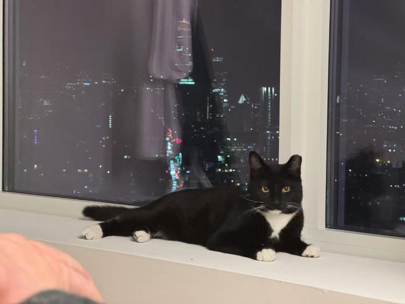 Enlarge Noodle, a Adoptable Domestic Short Hair in Sunnyvale, CA image 3/3