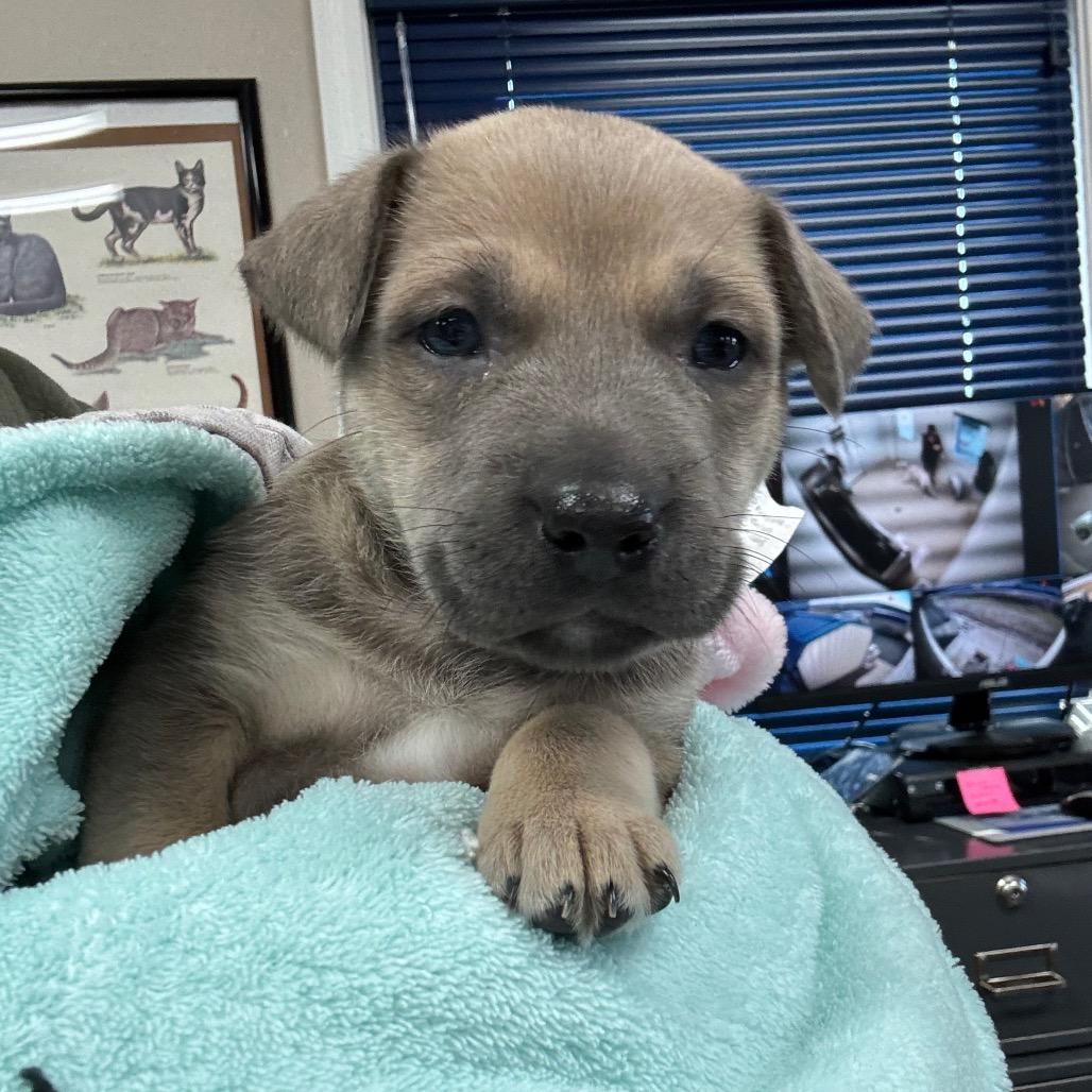 Enlarge Blueberry, a Adoptable Mixed Breed in Shelbyville, IL image 1/1