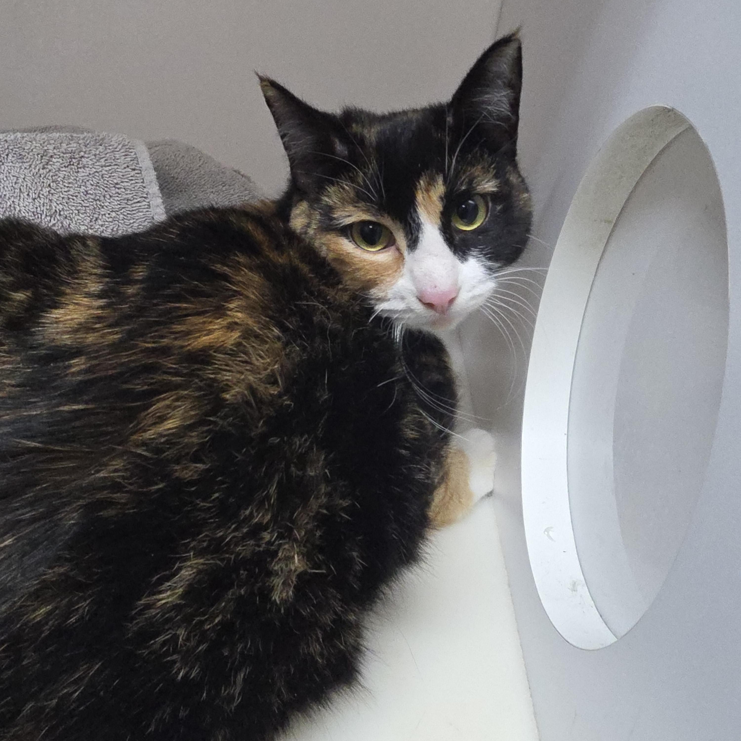 Enlarge Agate, a ADOPTABLE mixed breed in Mission Viejo, CA image 1/1