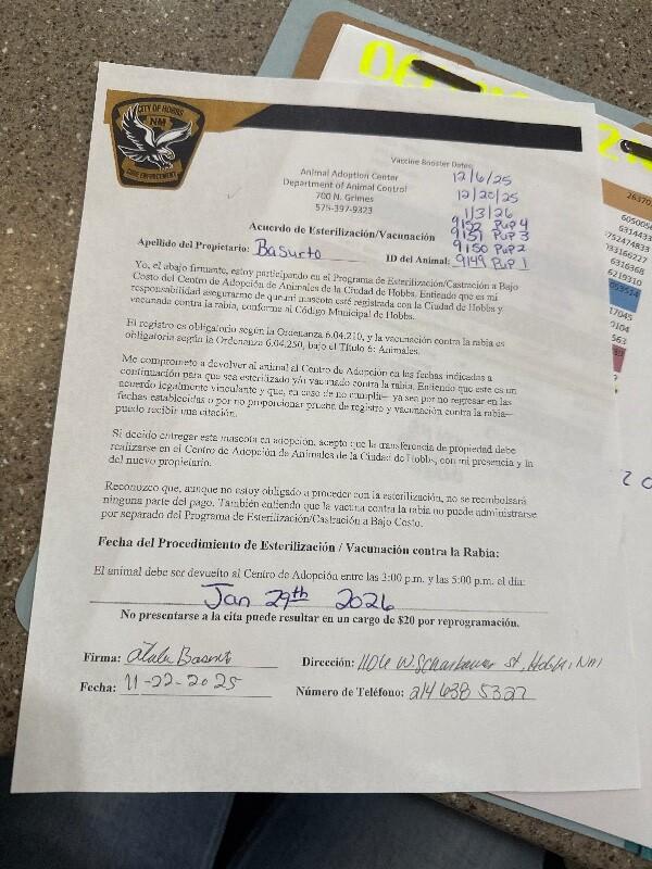 Clara, a Adoptable Husky in Hobbs, NM image 1/3