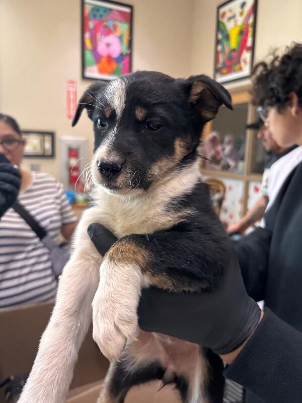 Clara, a Adoptable Husky in Hobbs, NM image 2/3