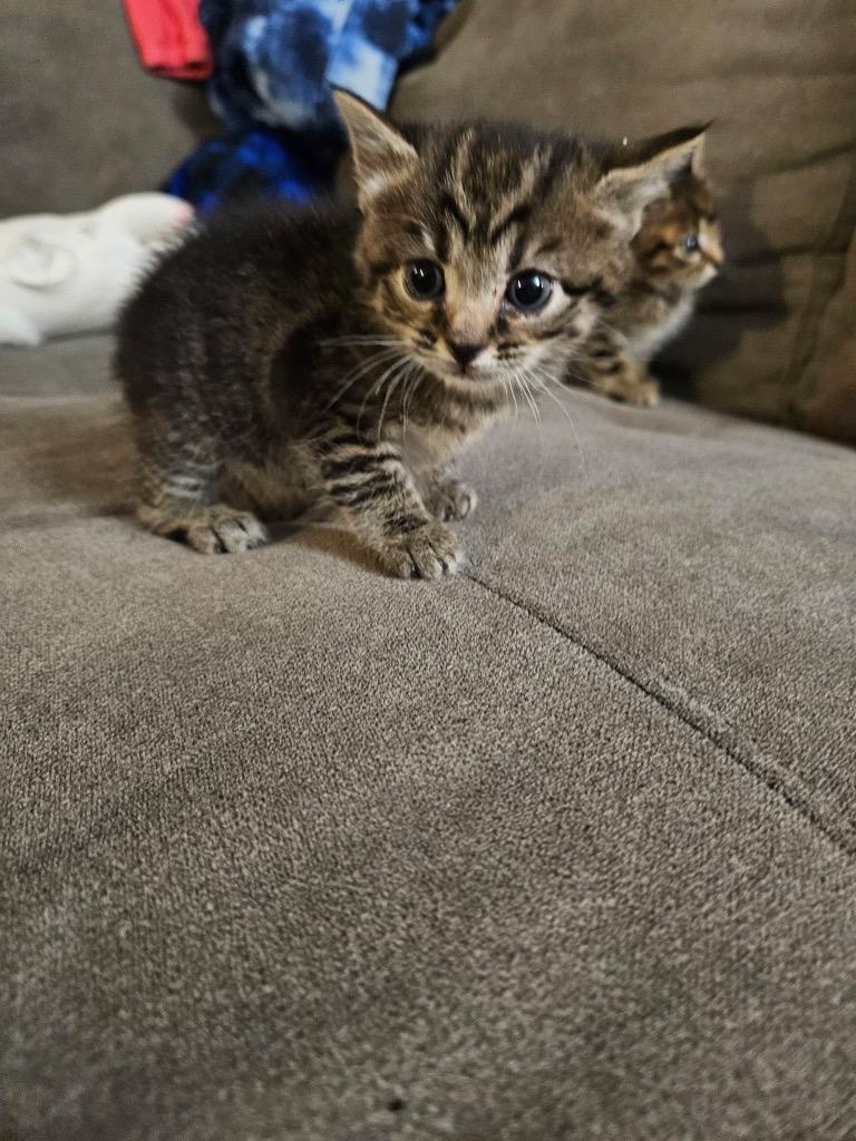 Pineapple, Adoptable, Young Female Domestic Short Hair.