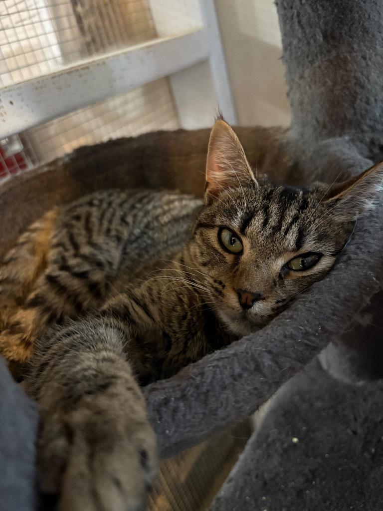 Enlarge Pineapple, a Adoptable mixed breed in Parsons, WV image 2/2