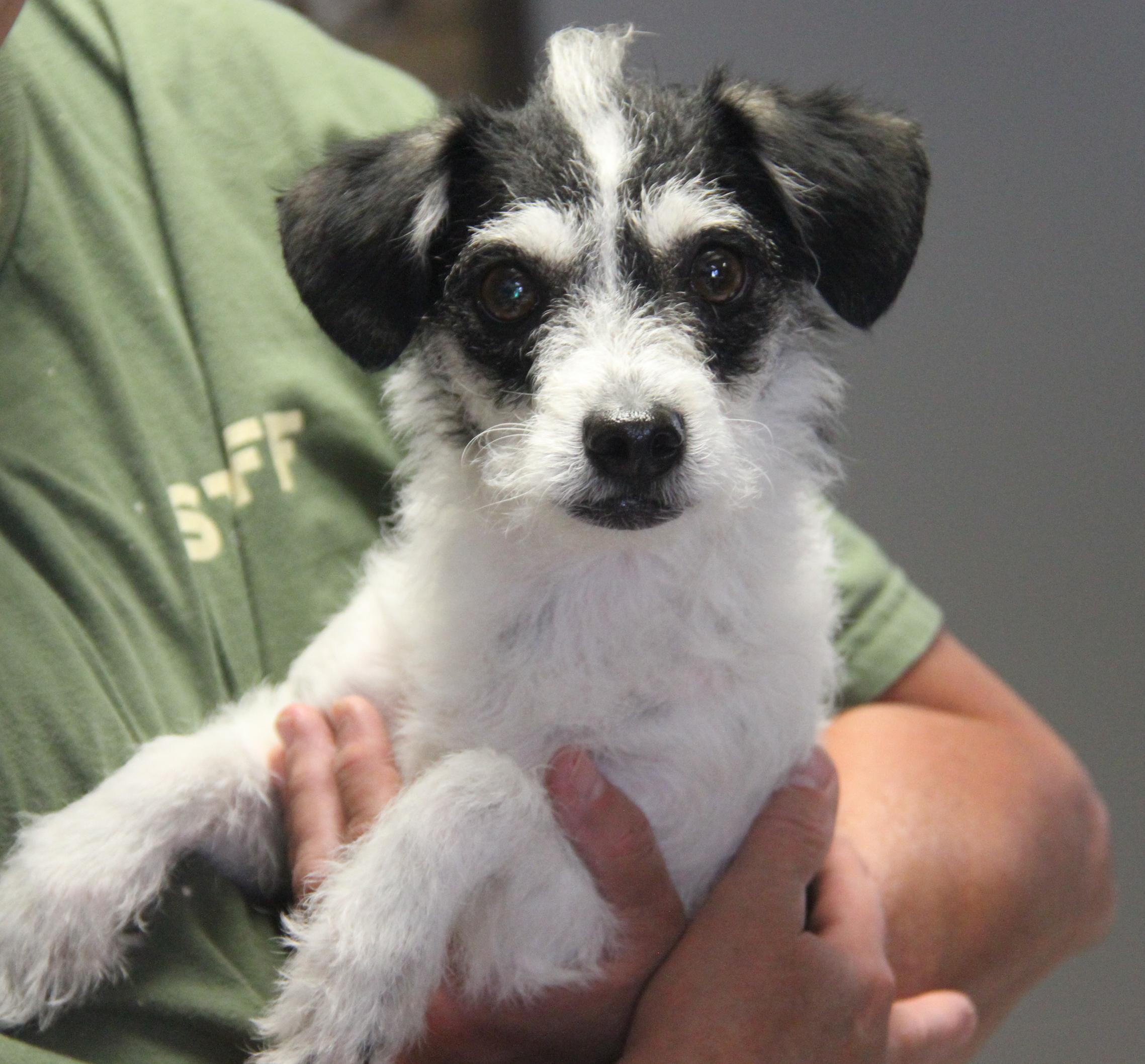 Luna (Spayed)