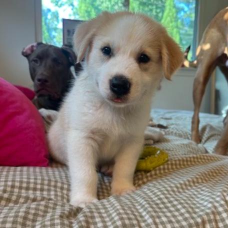 Fresac, Adoptable, Puppy Male Great Pyrenees.