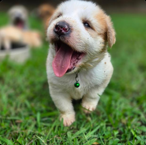 Enlarge Fresac, a Adoptable mixed breed in Ann Arbor, MI image 2/6
