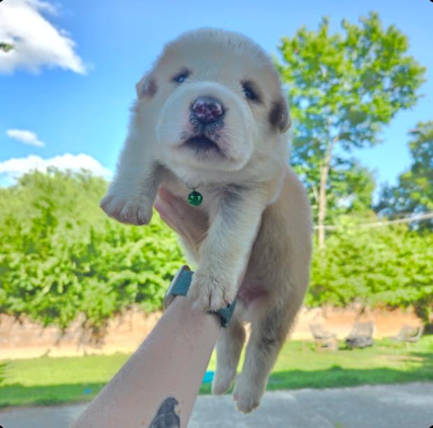 Enlarge Fresac, a Adoptable mixed breed in Ann Arbor, MI image 6/6