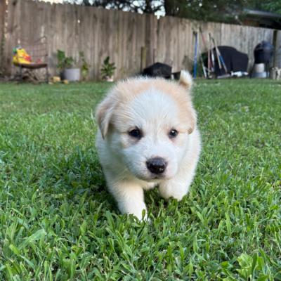 Enlarge Fresac, a Adoptable mixed breed in Ann Arbor, MI image 5/6