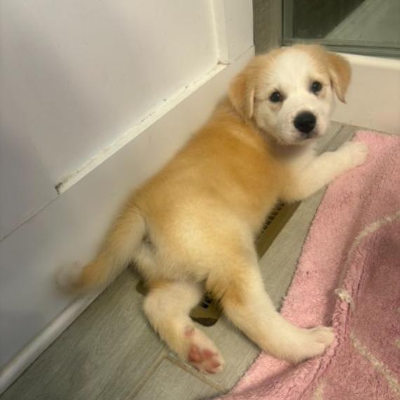 Enlarge Fresac, a Adoptable mixed breed in Ann Arbor, MI image 3/6