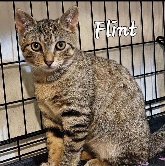 Flint, Adoptable, Young Male Domestic Short Hair.
