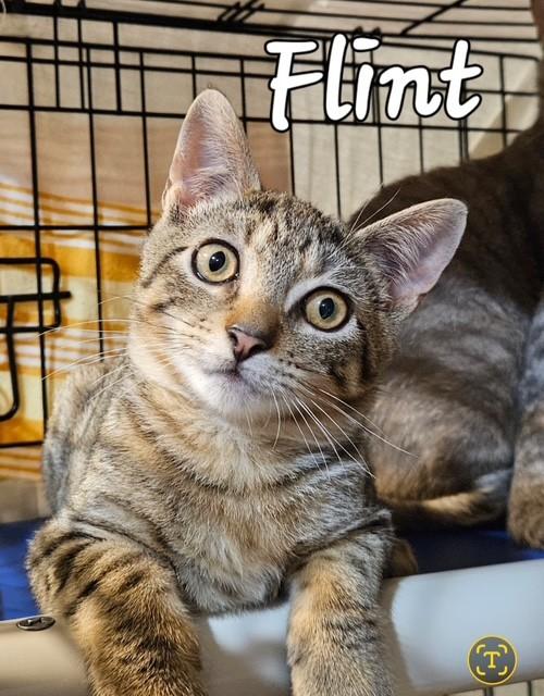 Enlarge Flint, a Adoptable Domestic Short Hair in Middletown, CT image 2/4