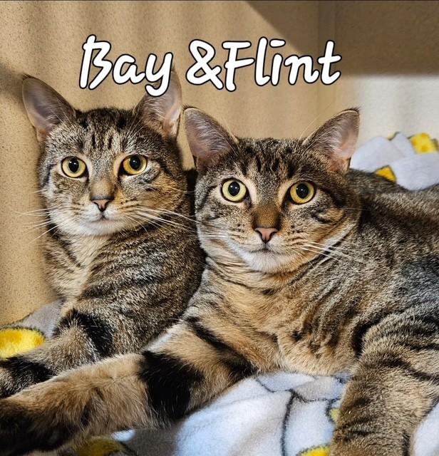 Enlarge Flint, a Adoptable Domestic Short Hair in Middletown, CT image 4/4