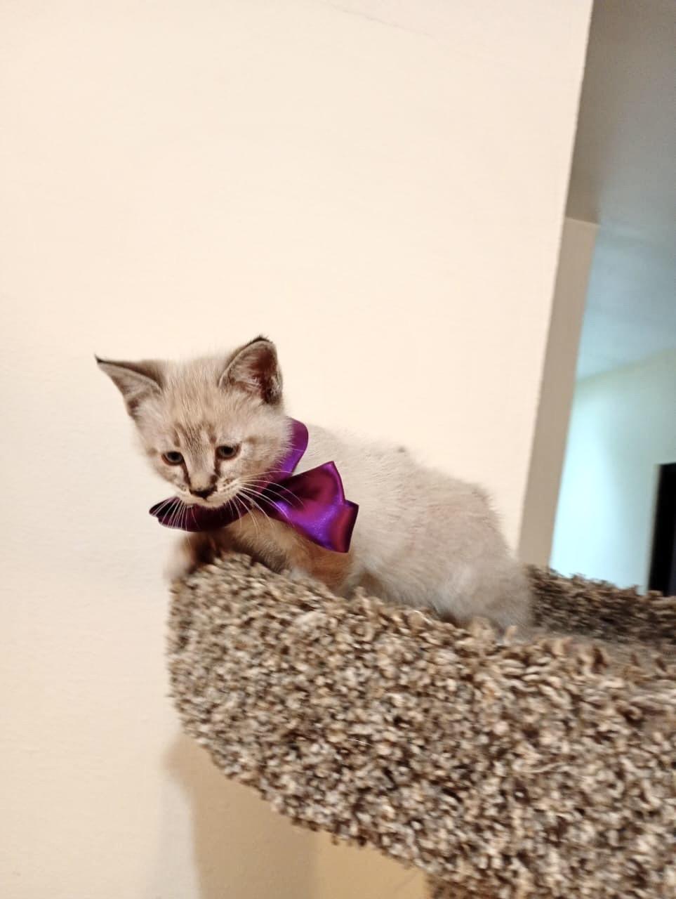 Enlarge Kazu, an adopted Siamese in Nogales, SON image 4/6