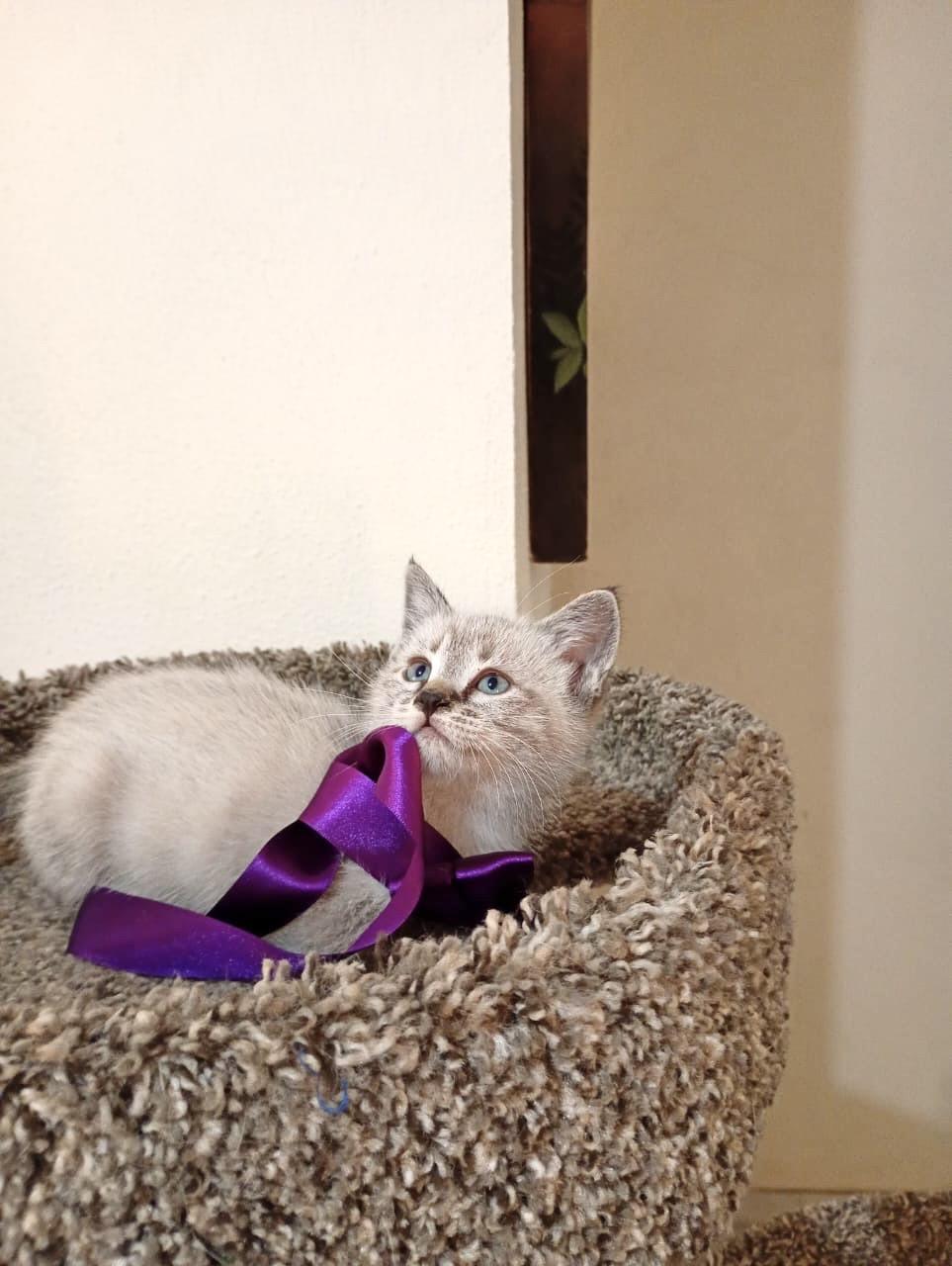 Enlarge Kazu, an adopted Siamese in Nogales, SON image 2/6