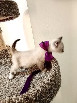 Enlarge Kazu, an adopted Siamese in Nogales, SON image 6/6