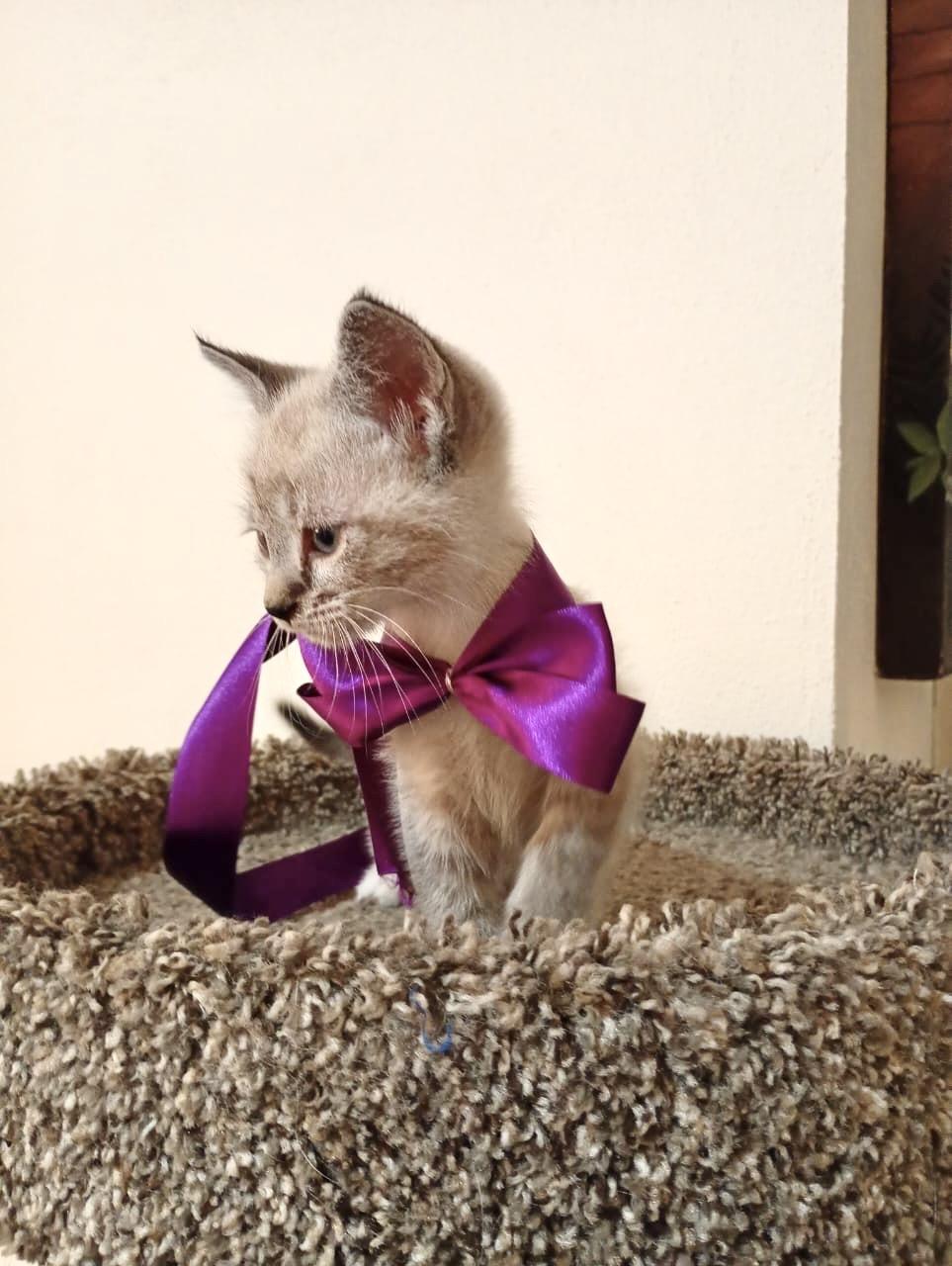 Enlarge Kazu, an adopted Siamese in Nogales, SON image 5/6