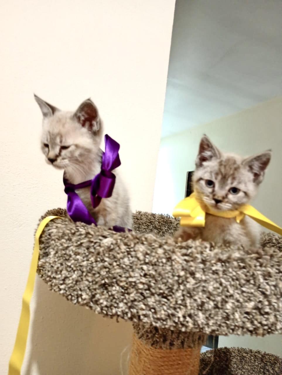 Enlarge Kazu, an adopted Siamese in Nogales, SON image 3/6