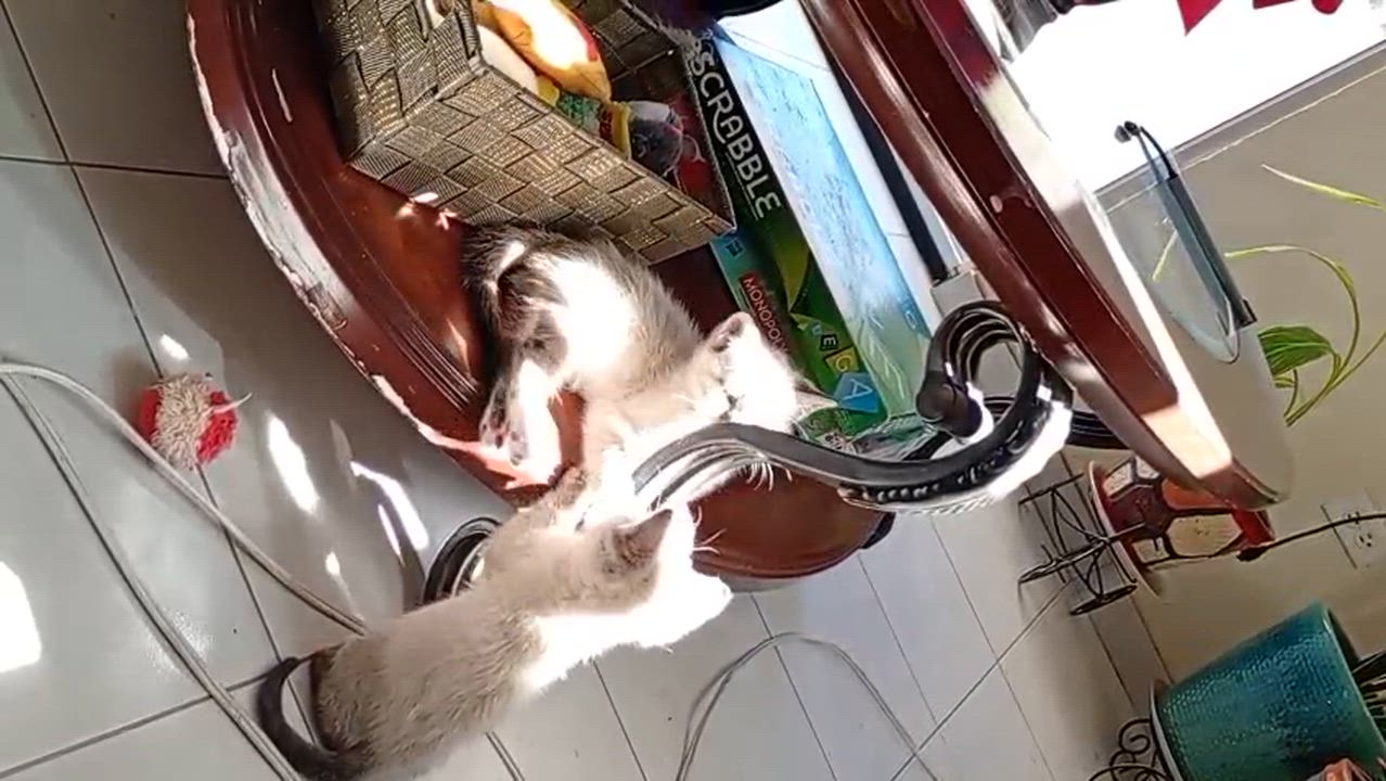 Enlarge Kazu, an adopted Siamese in Nogales, SON video 1/6
