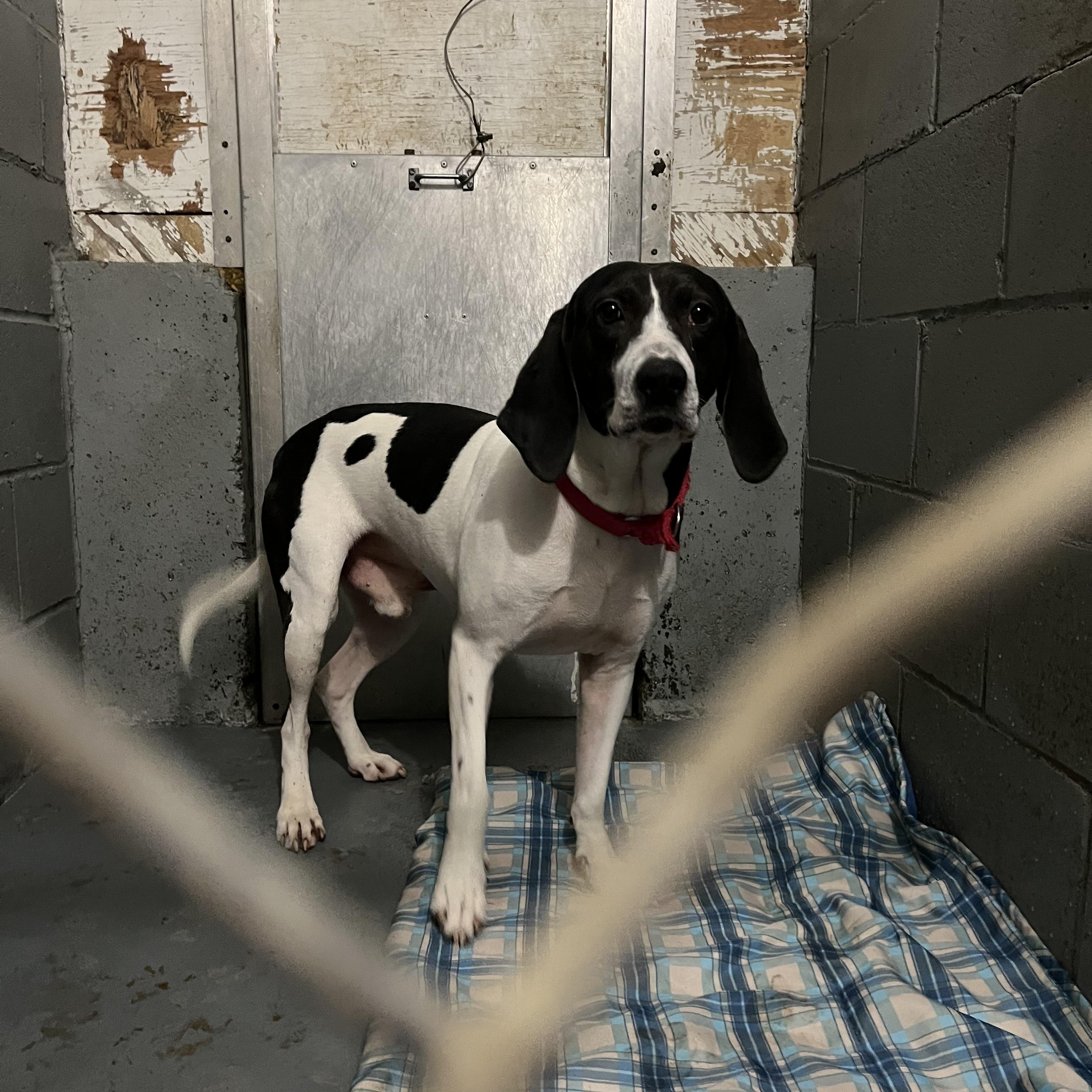 Stanly, Adopted, Young Male Hound.