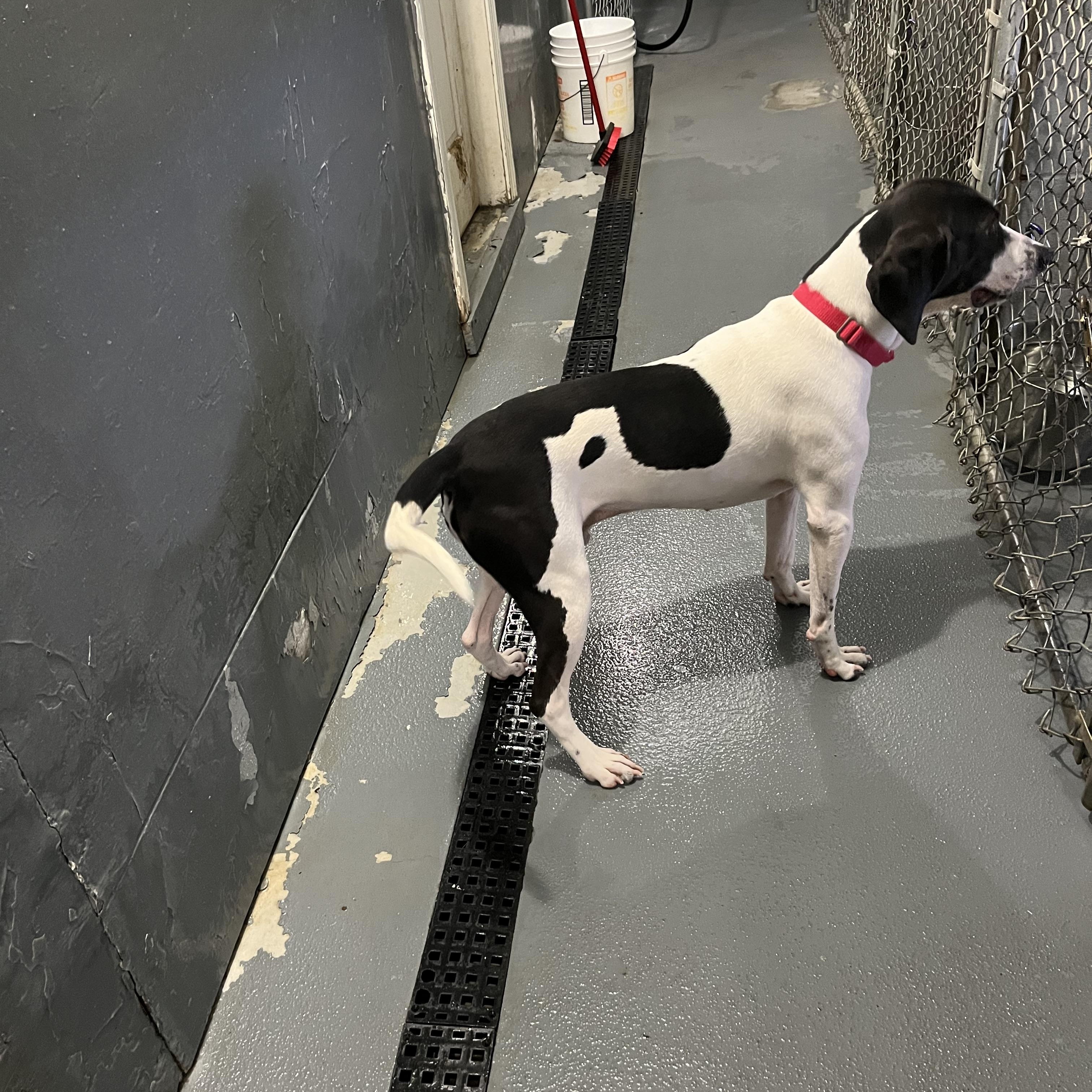 Enlarge Stanly, a Adopted mixed breed in Norton, MA image 2/5